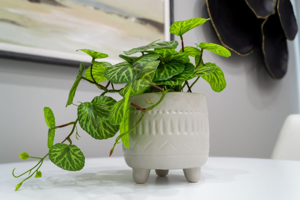 Small white vase on a table with green vines growing out of it